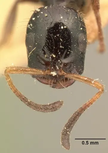 Tetraponera rakotonis specimen CASENT0101789 image casent0101789_2