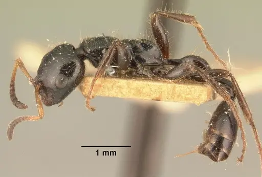 Tetraponera rakotonis specimen CASENT0101789 image casent0101789_3