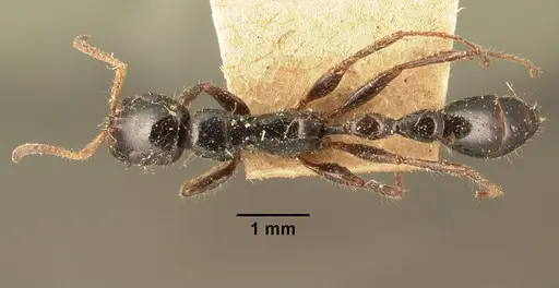 Tetraponera rakotonis specimen CASENT0101913 image casent0101913_1