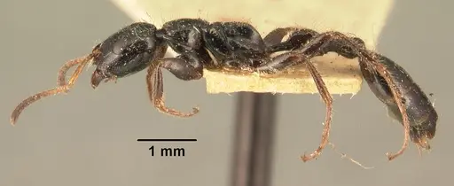 Tetraponera rakotonis specimen CASENT0101913 image casent0101913_3