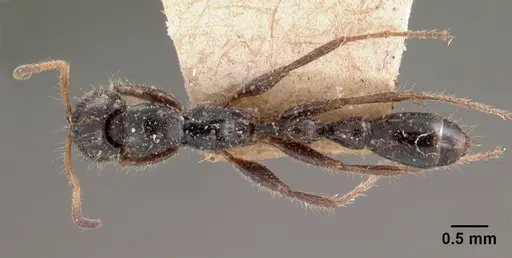 Tetraponera rakotonis specimen CASENT0102037 image casent0102037_1