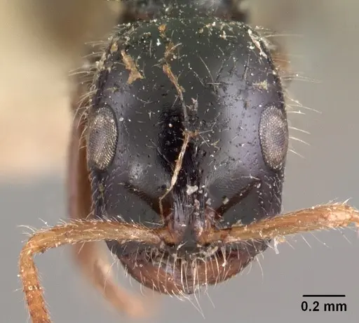 Tetraponera rakotonis specimen CASENT0102037 image casent0102037_2