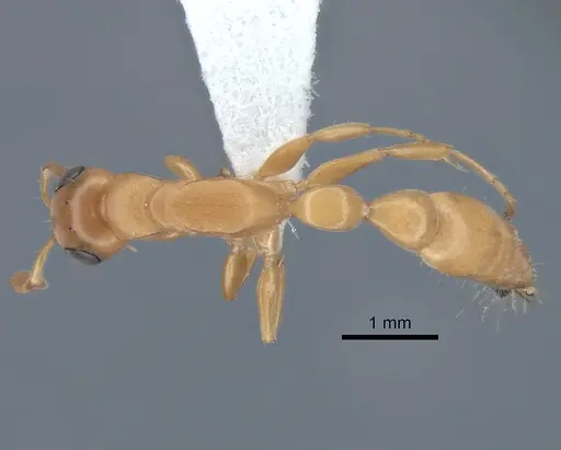Tetraponera redacta specimen CASENT0863363 image casent0863363_1