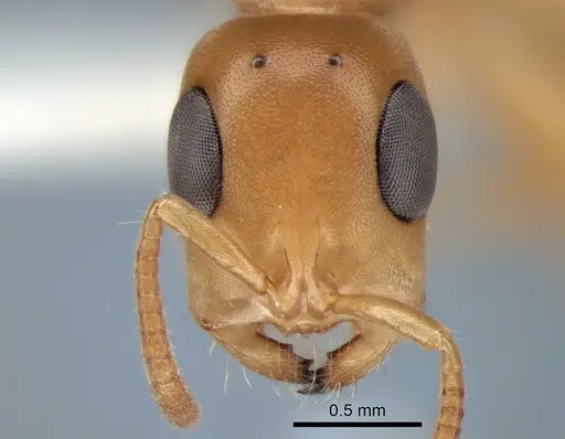 Tetraponera redacta specimen CASENT0863363 image casent0863363_2