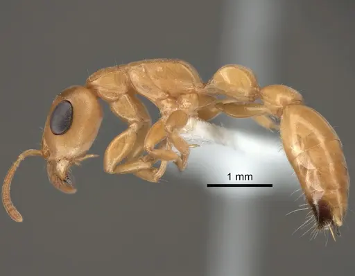 Tetraponera redacta specimen CASENT0863363 image casent0863363_3