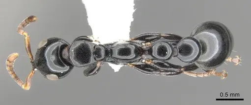 Tetraponera rotula specimen CASENT0902834 image casent0902834_1