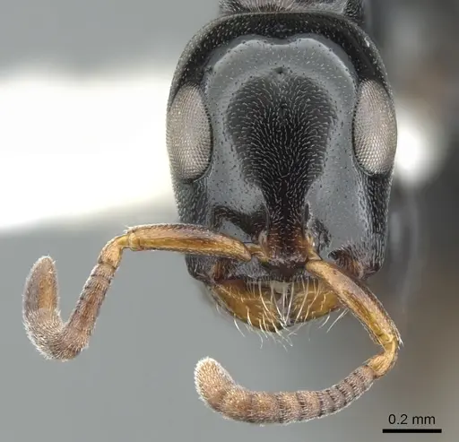 Tetraponera rotula specimen CASENT0902834 image casent0902834_2