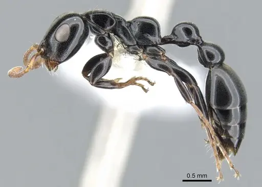 Tetraponera rotula specimen CASENT0902834 image casent0902834_3