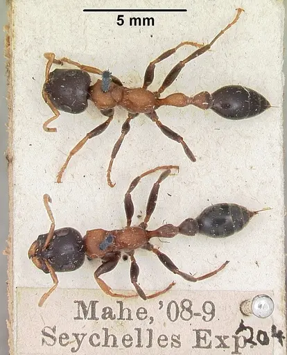 Tetraponera rufonigra specimen CASENT0103294 image casent0103294_2