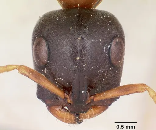 Tetraponera rufonigra specimen CASENT0103294 image casent0103294_3