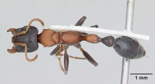 Tetraponera rufonigra specimen CASENT0103311 image casent0103311_1