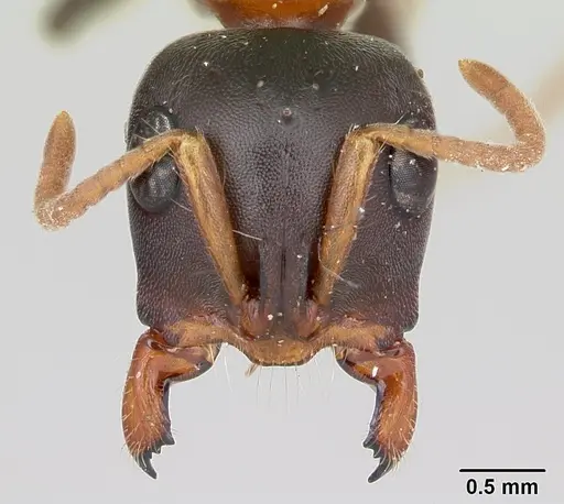 Tetraponera rufonigra specimen CASENT0103311 image casent0103311_2
