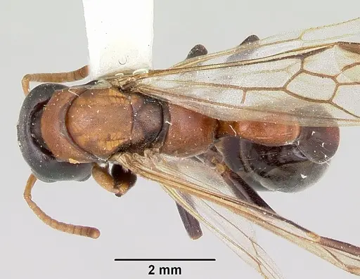 Tetraponera rufonigra specimen CASENT0103312 image casent0103312_1