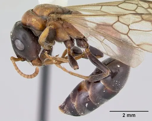 Tetraponera rufonigra specimen CASENT0103312 image casent0103312_3