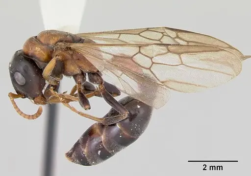 Tetraponera rufonigra specimen CASENT0103312 image casent0103312_4