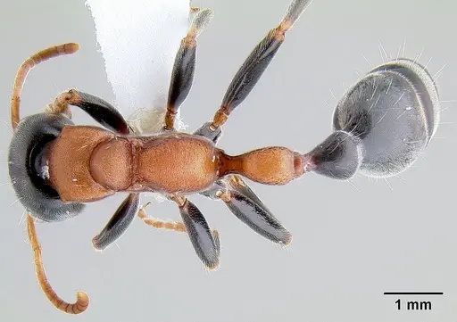 Tetraponera rufonigra specimen CASENT0106099 image casent0106099_1