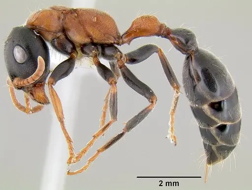 Tetraponera rufonigra specimen CASENT0106099 image casent0106099_3