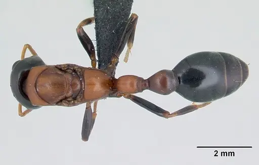 Tetraponera rufonigra specimen CASENT0129573 image casent0129573_1