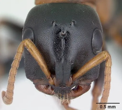 Tetraponera rufonigra specimen CASENT0129573 image casent0129573_2