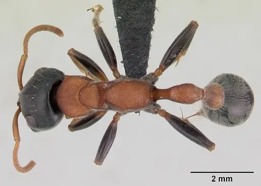 Tetraponera rufonigra specimen CASENT0129643 image casent0129643_1