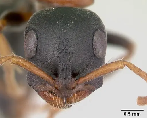 Tetraponera rufonigra specimen CASENT0129643 image casent0129643_2