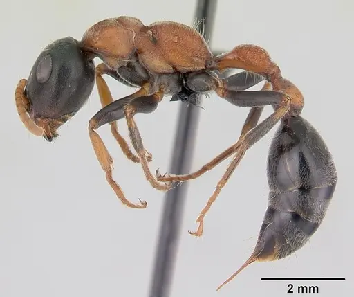 Tetraponera rufonigra specimen CASENT0129643 image casent0129643_3
