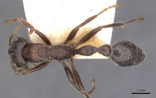 Tetraponera rufonigra specimen CASENT0907449 image casent0907449_1