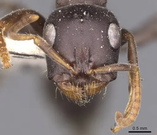 Tetraponera rufonigra specimen CASENT0907449 image casent0907449_2