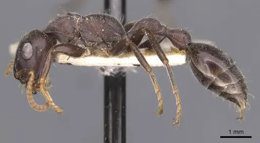 Tetraponera rufonigra specimen CASENT0907449 image casent0907449_3