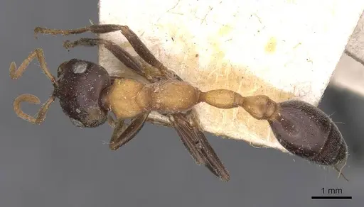 Tetraponera rufonigra specimen CASENT0907450 image casent0907450_1