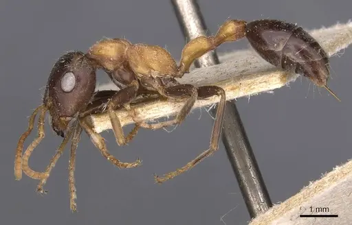 Tetraponera rufonigra specimen CASENT0907450 image casent0907450_3