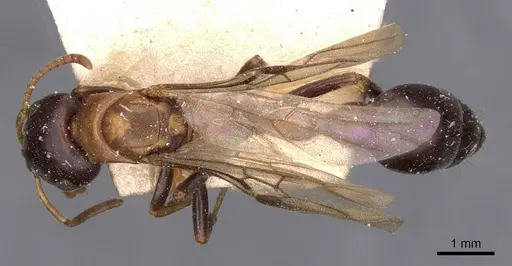Tetraponera rufonigra specimen CASENT0907451 image casent0907451_1