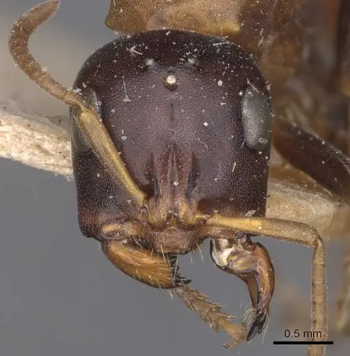 Tetraponera rufonigra specimen CASENT0907451 image casent0907451_2