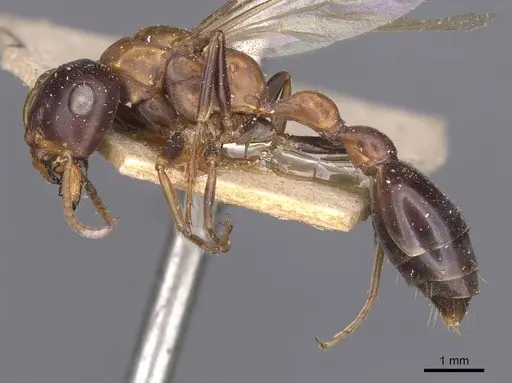 Tetraponera rufonigra specimen CASENT0907451 image casent0907451_3