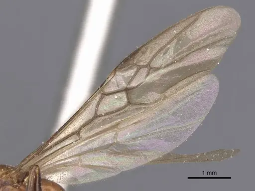 Tetraponera rufonigra specimen CASENT0907451 image casent0907451_4