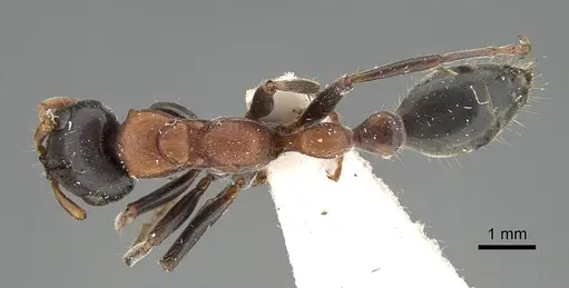 Tetraponera rufonigra specimen CASENT0919890 image casent0919890_1