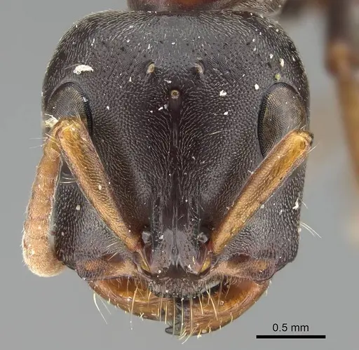 Tetraponera rufonigra specimen CASENT0919890 image casent0919890_2