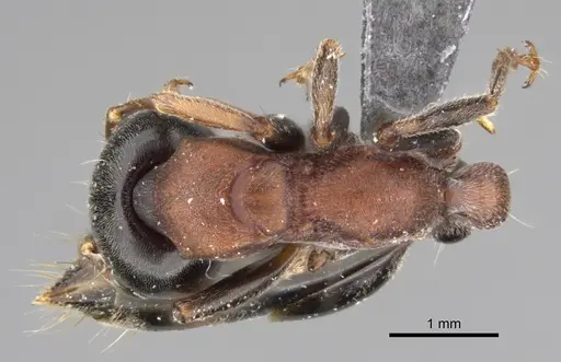 Tetraponera rufonigra specimen CASENT0923238 image casent0923238_1