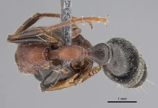 Tetraponera rufonigra specimen CASENT0923238 image casent0923238_2