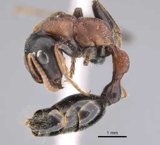 Tetraponera rufonigra specimen CASENT0923238 image casent0923238_4