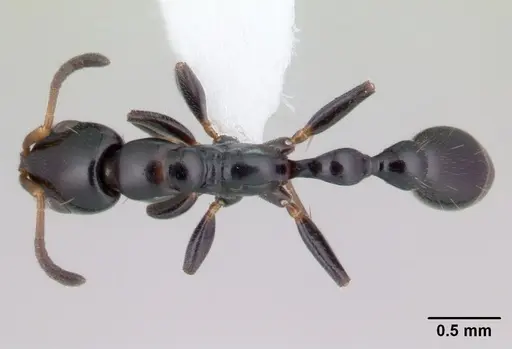 Tetraponera sahlbergii specimen CASENT0012851 image casent0012851_1