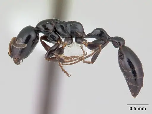 Tetraponera sahlbergii specimen CASENT0012851 image casent0012851_3