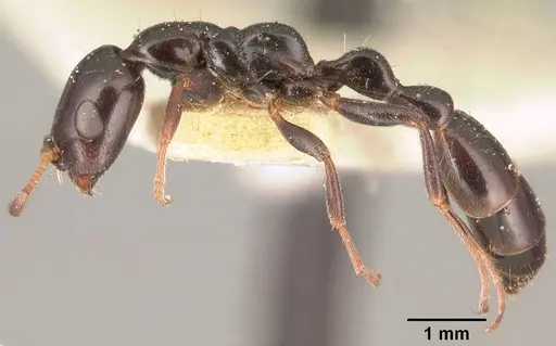 Tetraponera sahlbergii specimen CASENT0101052 image casent0101052_3