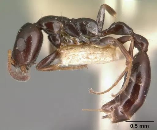 Tetraponera sahlbergii specimen CASENT0101055 image casent0101055_3