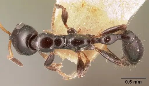 Tetraponera sahlbergii specimen CASENT0101056 image casent0101056_1