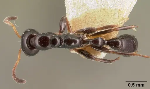 Tetraponera sahlbergii specimen CASENT0101057 image casent0101057_1