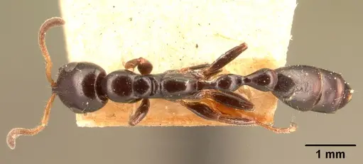 Tetraponera sahlbergii specimen CASENT0101059 image casent0101059_1