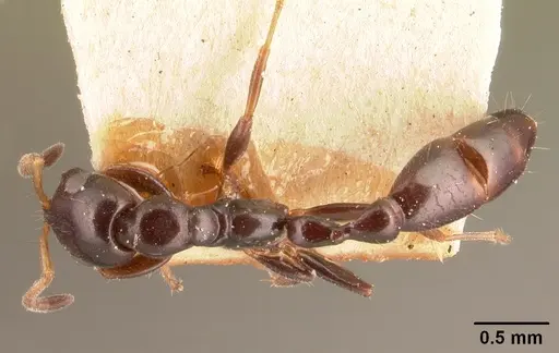 Tetraponera sahlbergii specimen CASENT0101060 image casent0101060_1