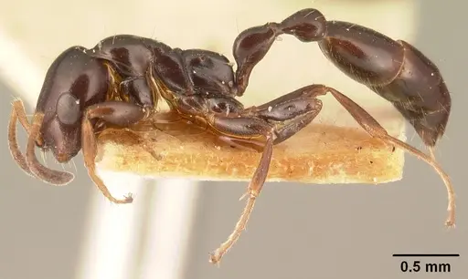 Tetraponera sahlbergii specimen CASENT0101060 image casent0101060_3