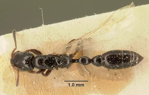 Tetraponera sahlbergii specimen CASENT0101149 image casent0101149_1